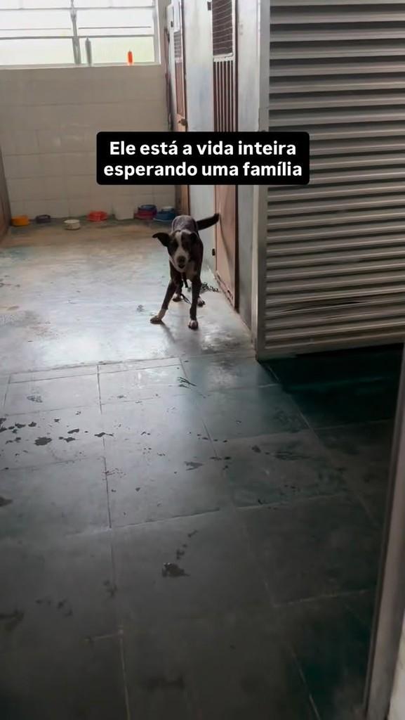 Tobias, cachorro de porte médio para adoção em Peruíbe - SP