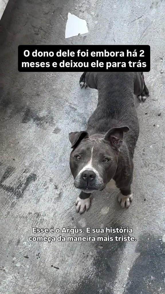 Argus, cachorro de porte grande para adoção em Peruíbe - SP