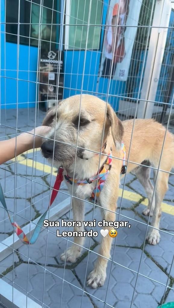 Leonardo, cachorro de porte médio para adoção em Peruíbe - SP