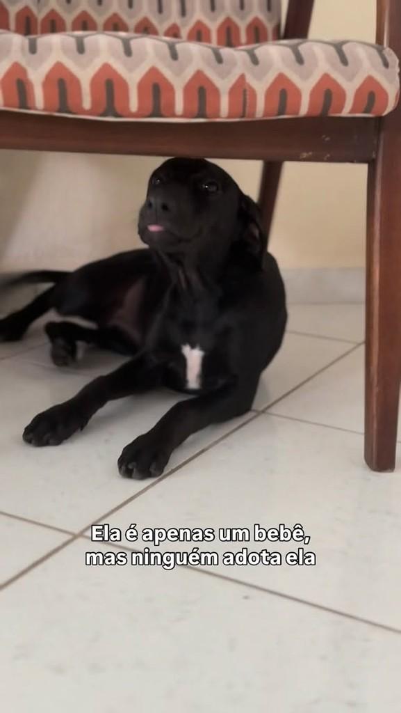 Nora, cadela de porte médio para adoção em Peruíbe - SP