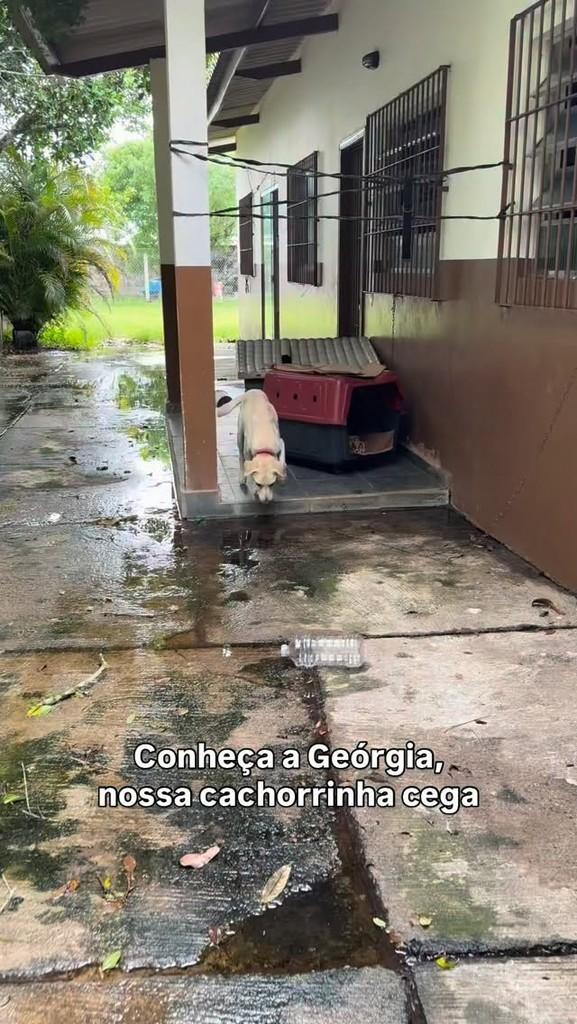 Georgia, cadela de porte médio para adoção em Peruíbe - SP