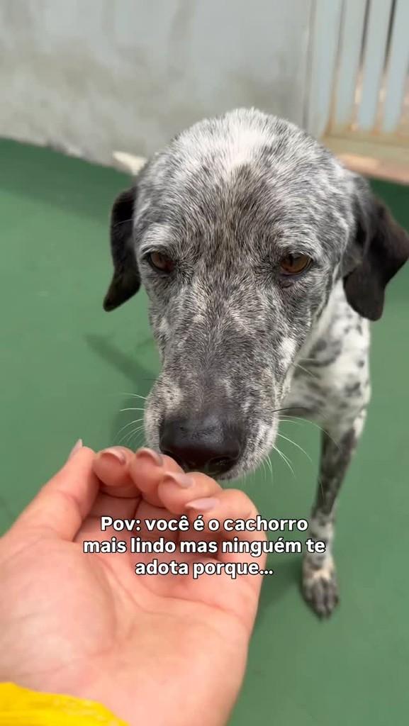 Dado, cachorro de porte médio para adoção em Peruíbe - SP