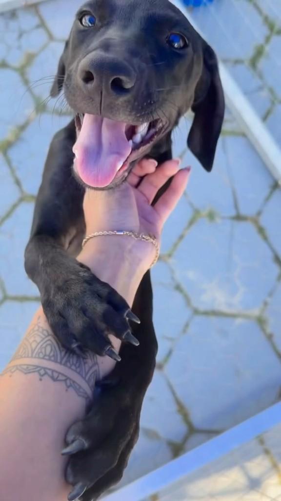 Theozinho, cachorro de porte médio para adoção em Peruíbe - SP