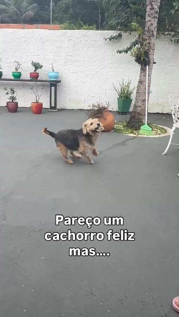 Roque, cachorro de porte médio para adoção em Peruíbe - SP