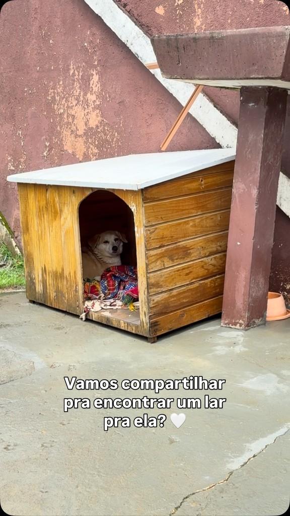 Celeste, cadela de porte médio para adoção em Peruíbe - SP