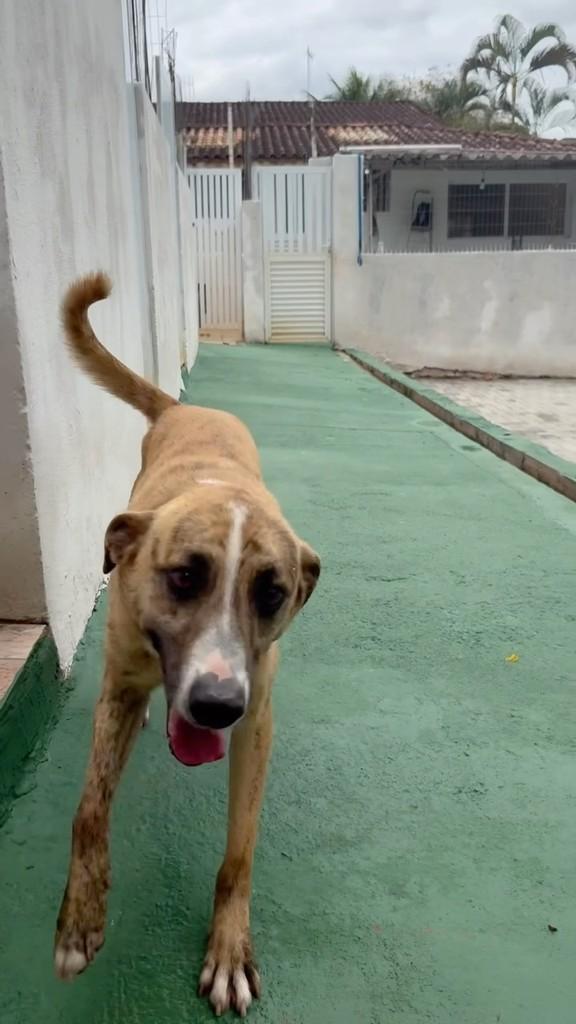 Tigre, cachorro de porte médio para adoção em Peruíbe - SP