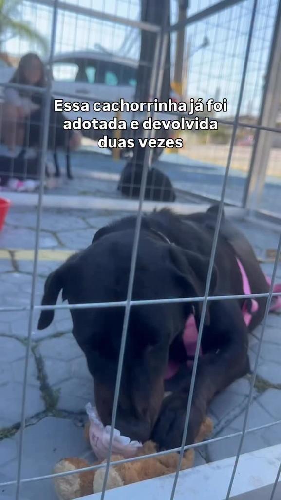 Tábata, cadela de porte pequeno para adoção em Peruíbe - SP