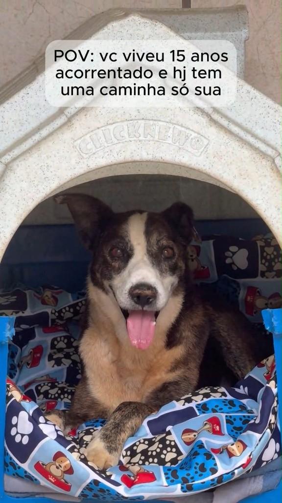 Rei Tobias, cachorro de porte médio para adoção em Peruíbe - SP
