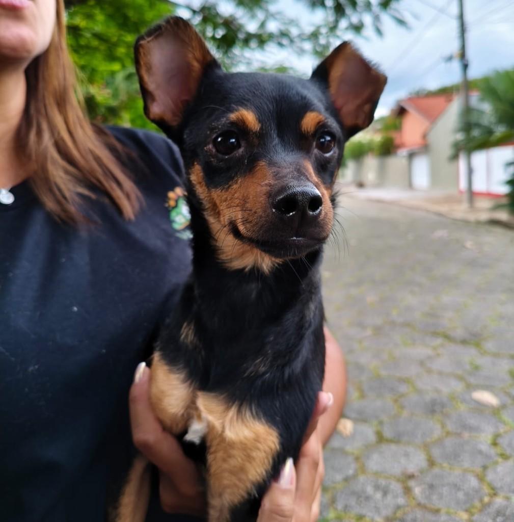 Diego, cachorro de porte pequeno para adoção em Peruíbe - SP