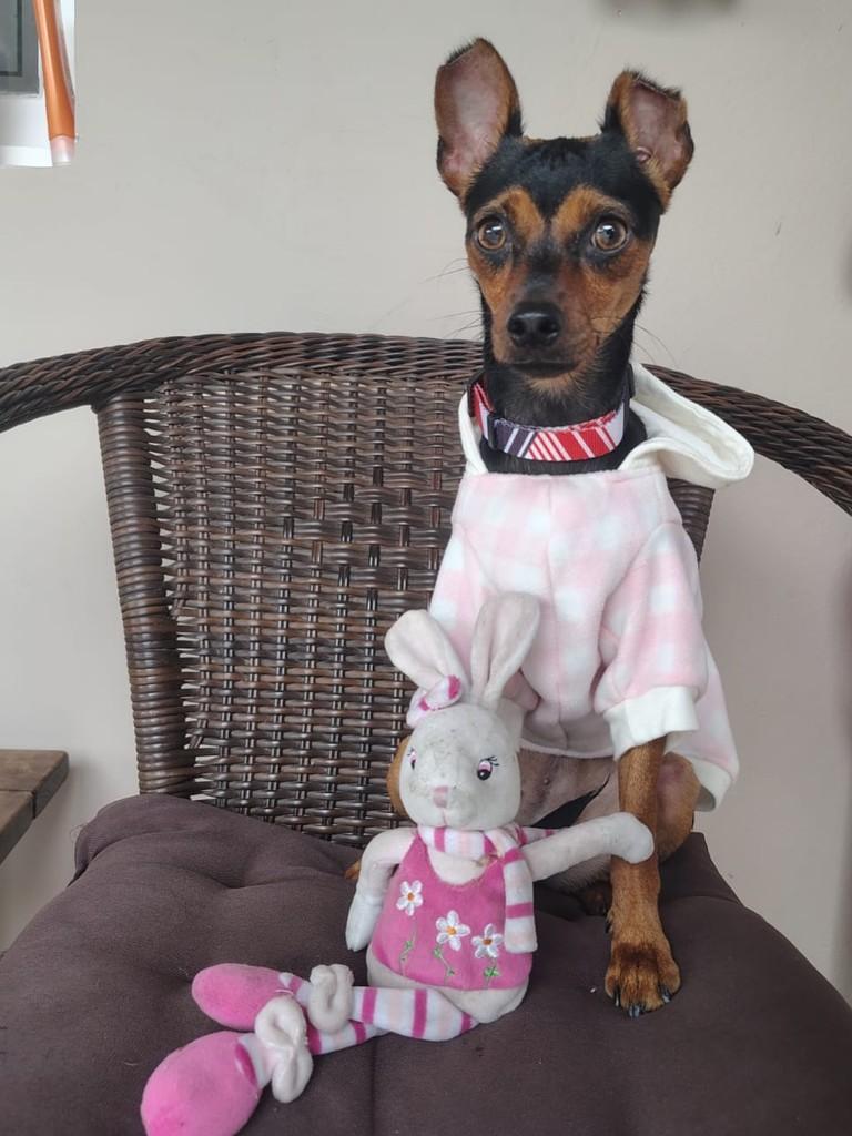 Diana, cadela de porte pequeno para adoção em Peruíbe - SP