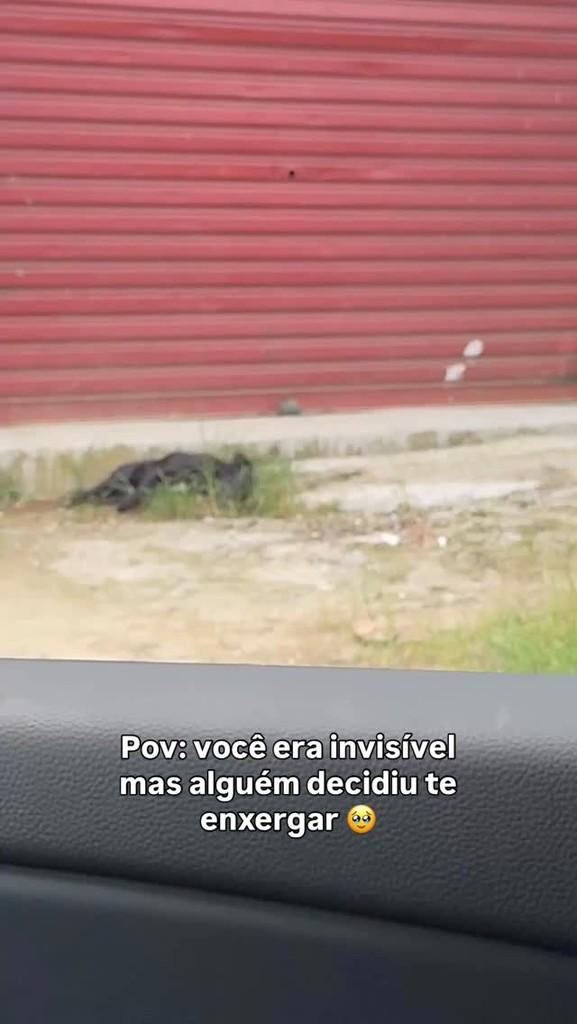 Gabriel, cachorro de porte médio para adoção em Peruíbe - SP