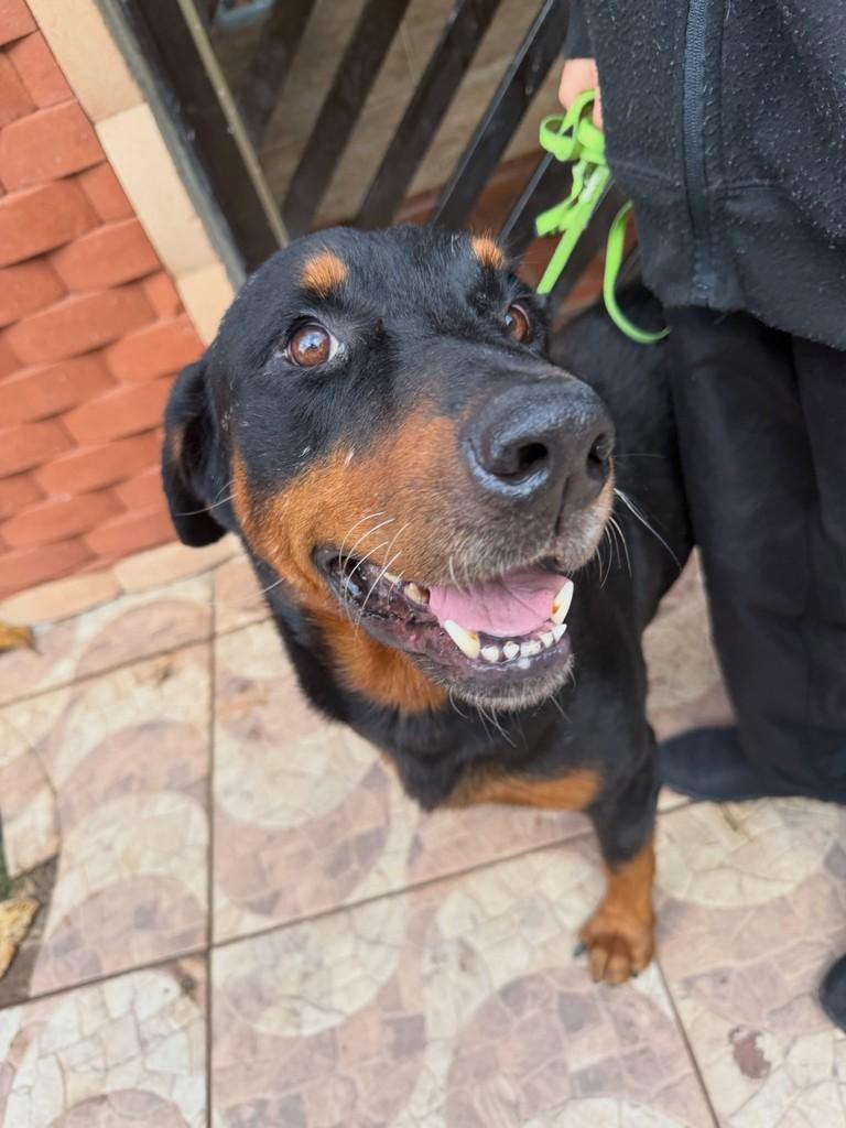Jorge, cachorro de porte grande para adoção em Peruíbe - SP