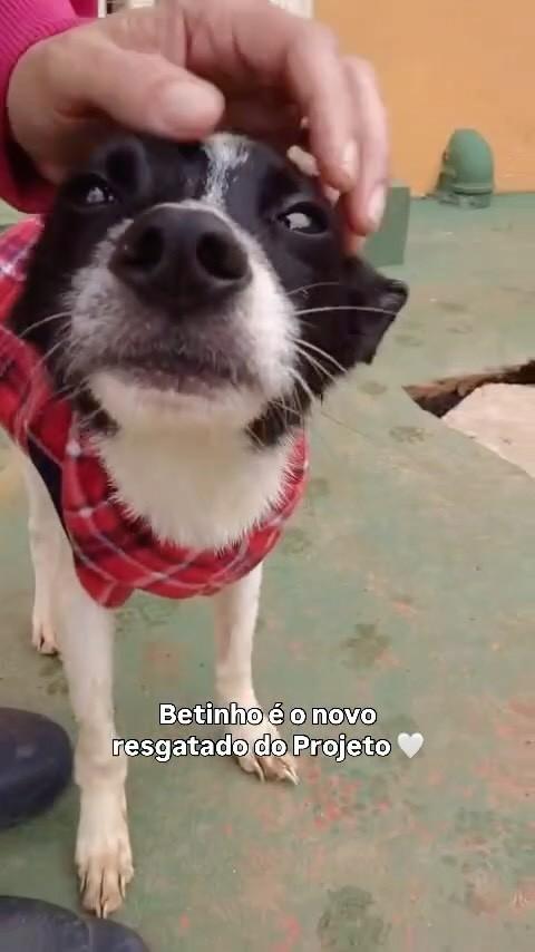 Betinho, cachorro de porte pequeno para adoção em Peruíbe - SP