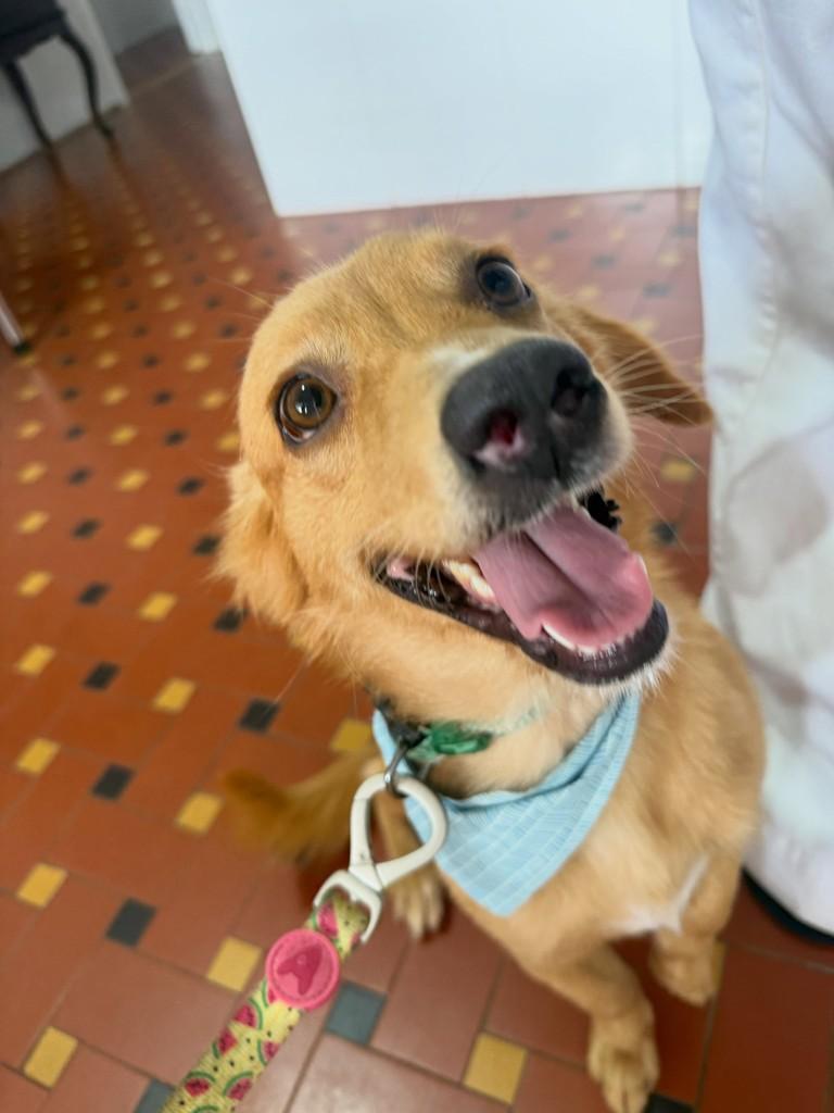 Bailey, cachorro de porte médio para adoção em Peruíbe - SP