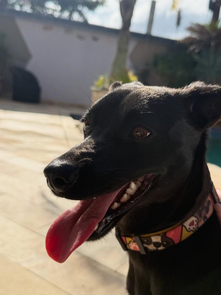 Pippa, cadela de porte pequeno para adoção em Peruíbe - SP