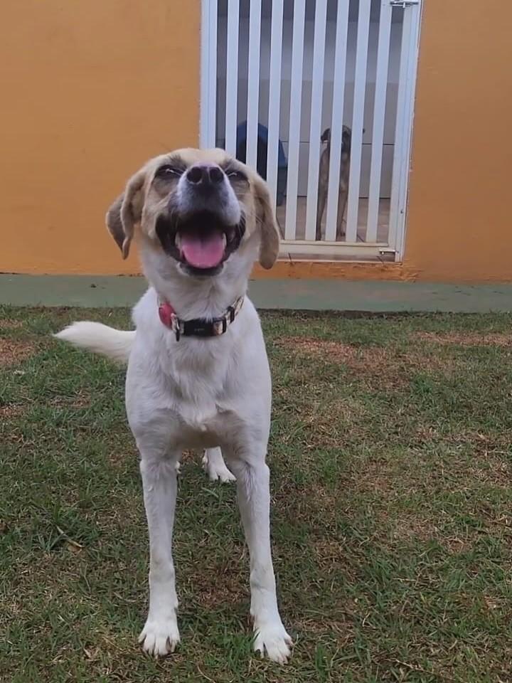 Iolanda, cadela de porte pequeno para adoção em Peruíbe - SP