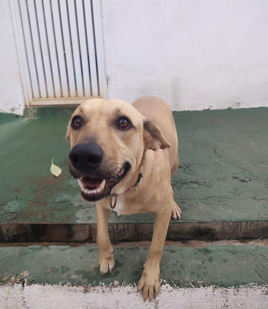 Caio, cachorro de porte médio para adoção em Peruíbe - SP