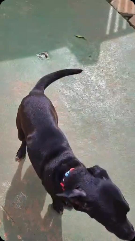 Rafael, cachorro de porte médio para adoção em Peruíbe - SP