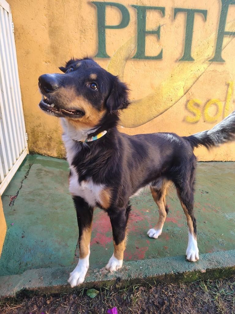 Benjamin, cachorro de porte médio para adoção em Peruíbe - SP