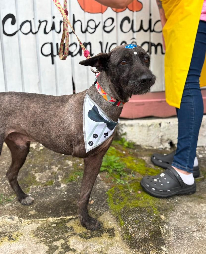 Tadeu, cachorro de porte médio para adoção em Peruíbe - SP