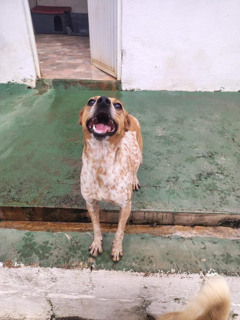 Juliana, cadela de porte pequeno para adoção em Peruíbe - SP