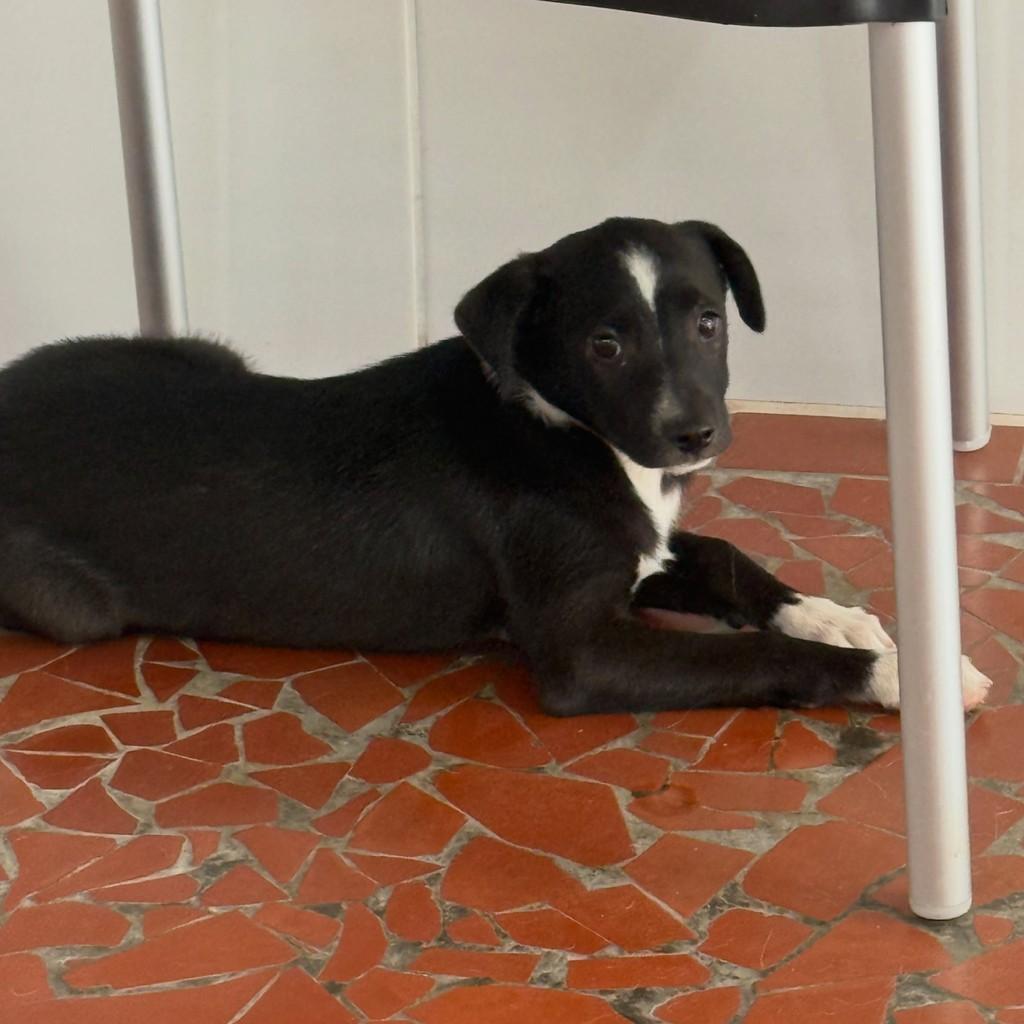 Rute, cadela de porte médio para adoção em Peruíbe - SP