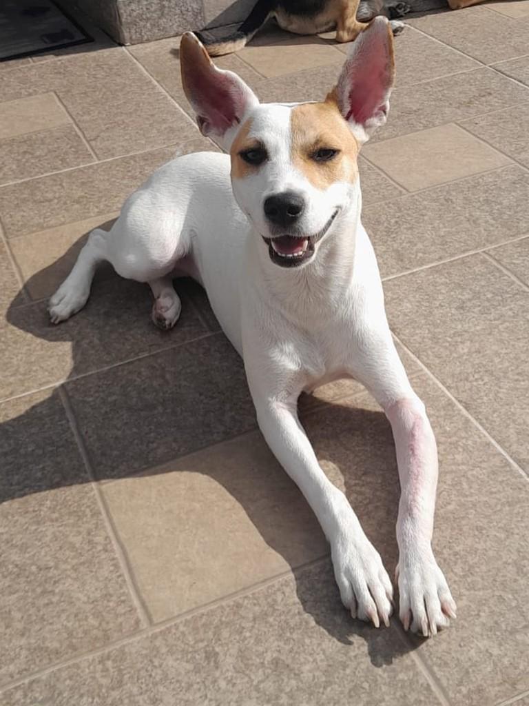 Branca, cadela de porte médio para adoção em Peruíbe - SP