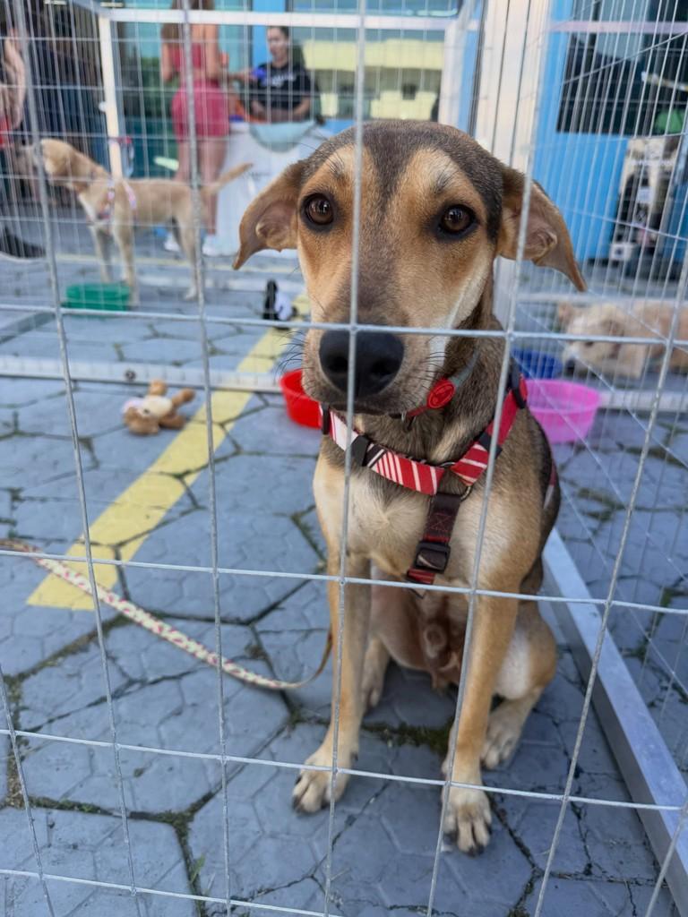 Joaquim, cachorro de porte médio para adoção em Peruíbe - SP