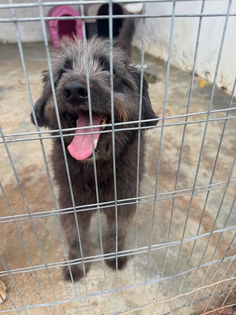 Estopo, cachorro de porte pequeno para adoção em Peruíbe - SP
