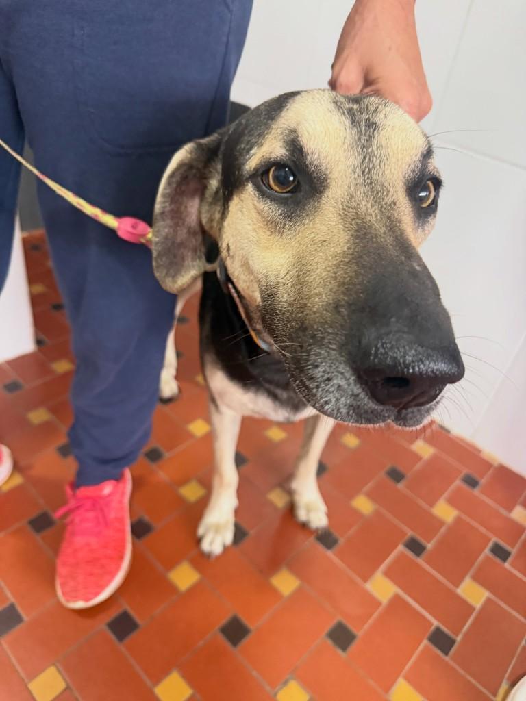 Denver, cachorro de porte médio para adoção em Peruíbe - SP