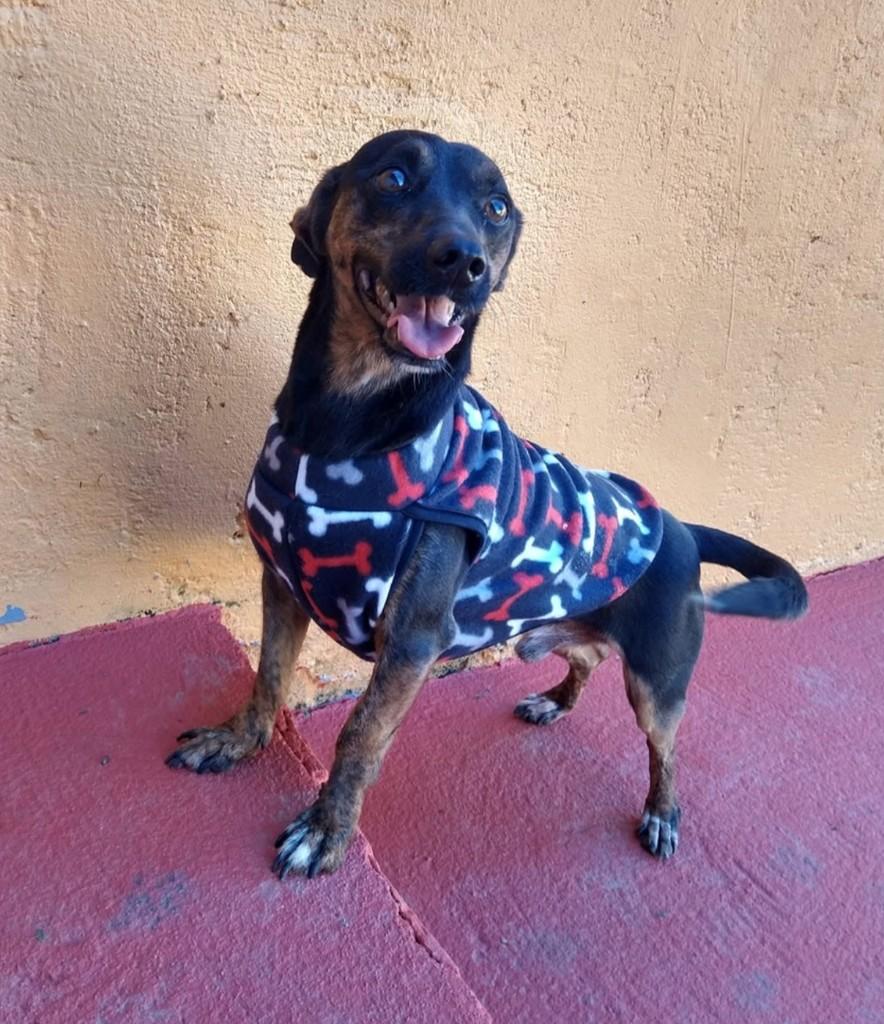 Scott, cachorro de porte pequeno para adoção em Peruíbe - SP