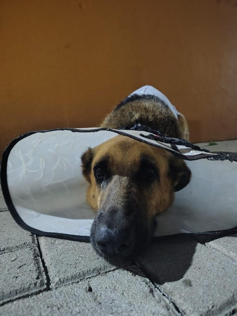 Dakota, cadela de porte médio para adoção em Peruíbe - SP