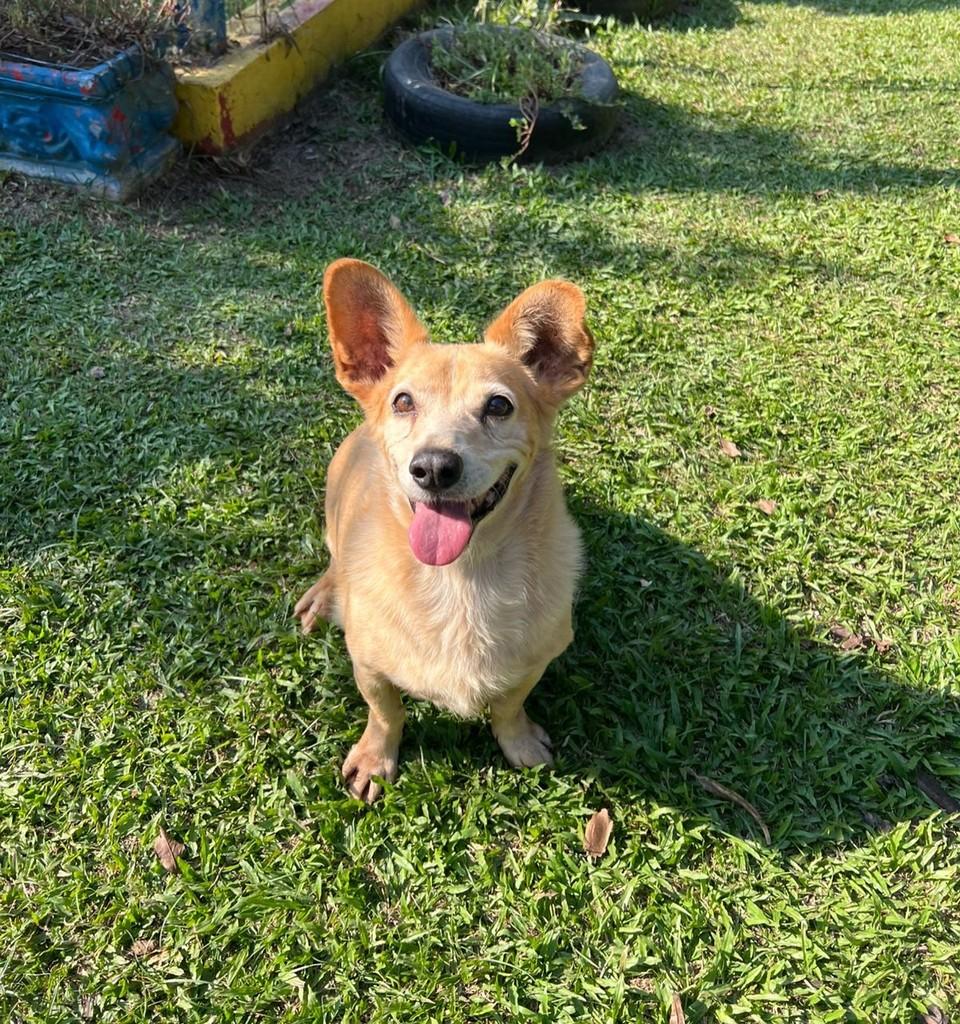 Adalberto, cachorro de porte médio para adoção em Pedro de Toledo - SP