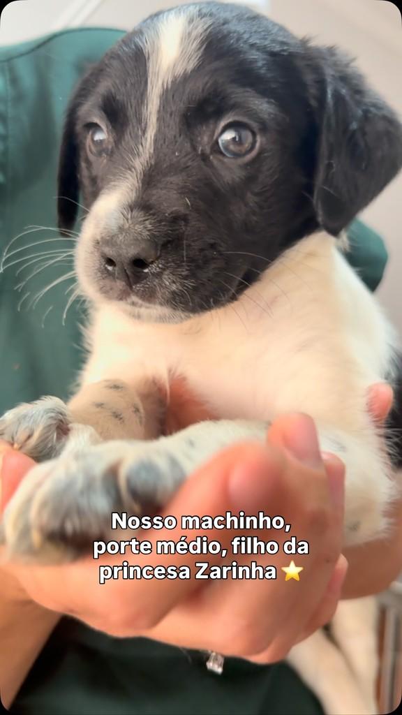 Oreo, cachorro de porte médio para adoção em Peruíbe - SP