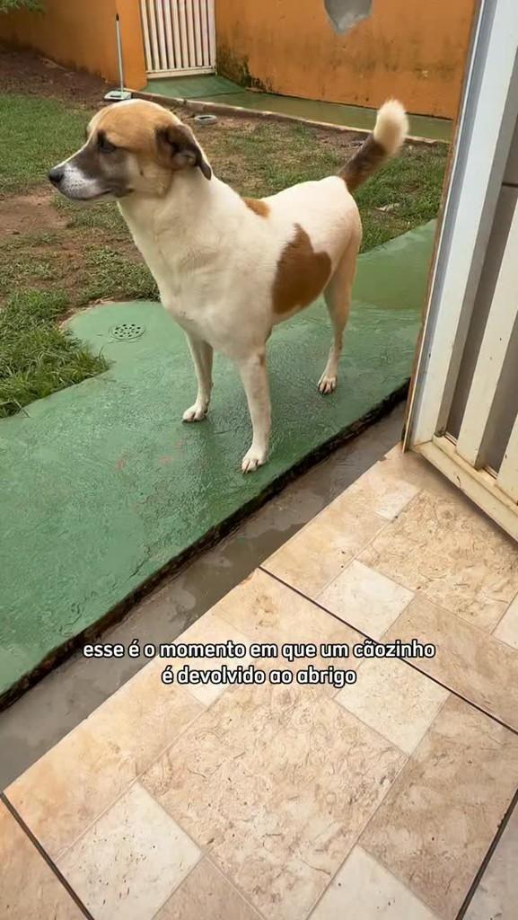 Arthur Golias, cachorro de porte médio para adoção em Peruíbe - SP