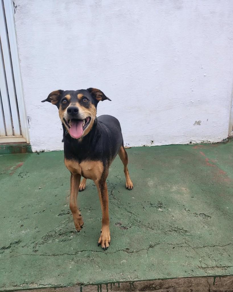 Thomaz, cachorro de porte médio para adoção em Peruíbe - SP