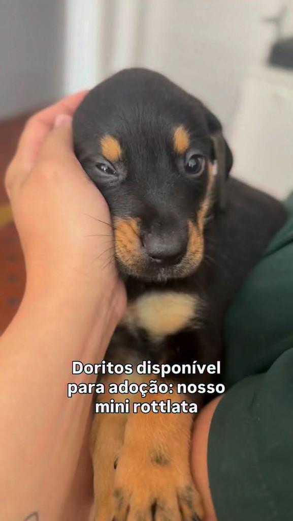 Doritos, cachorro de porte médio para adoção em Peruíbe - SP