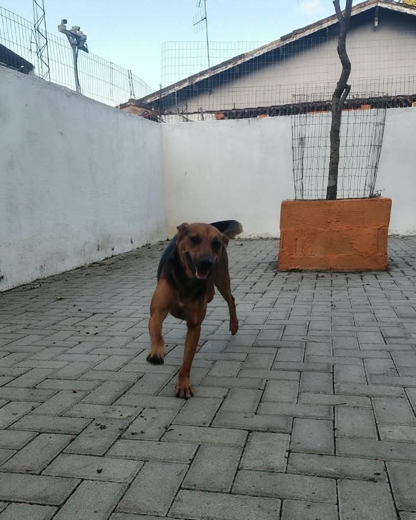 Avelã, cadela de porte pequeno para adoção em Peruíbe - SP