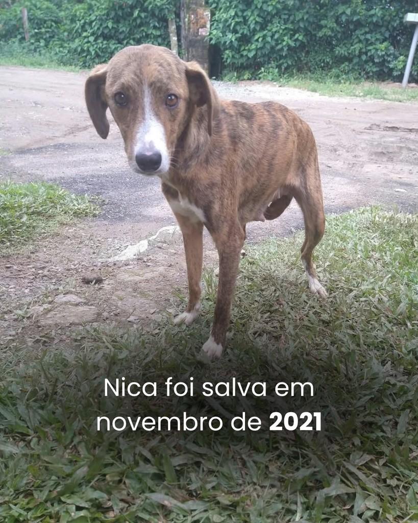 Nica, cadela de porte médio para adoção em Peruíbe - SP