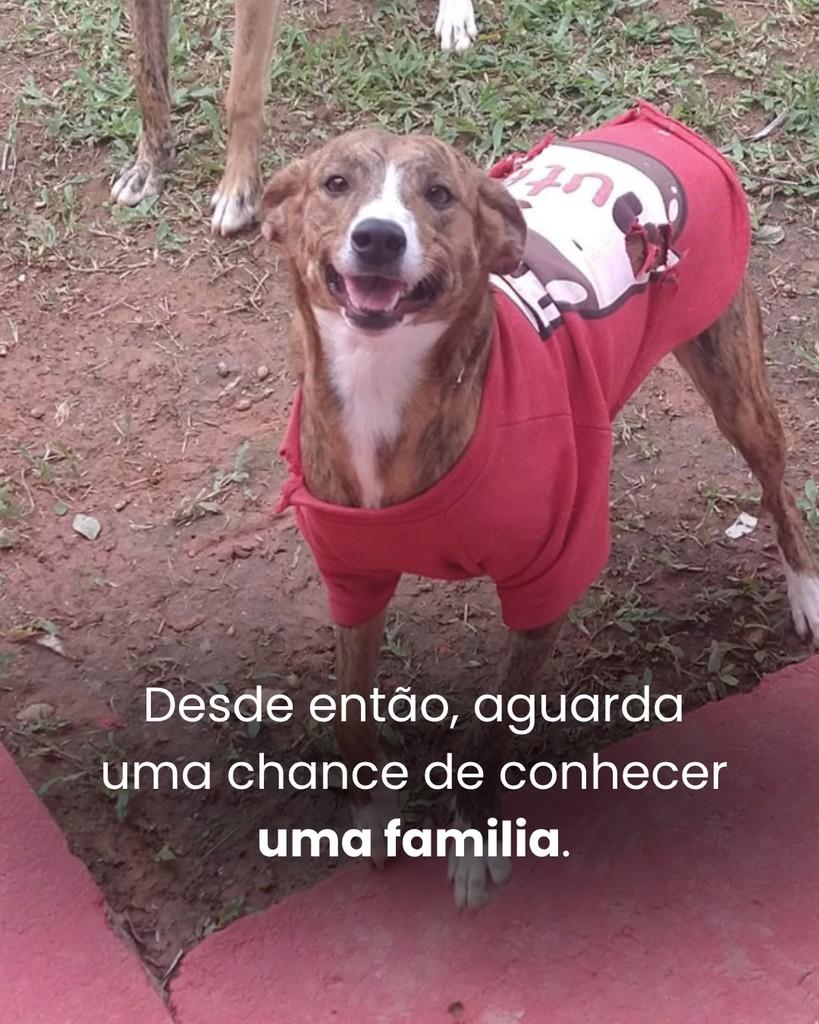 Nica, cadela de porte médio para adoção em Peruíbe - SP — foto 2 de 4