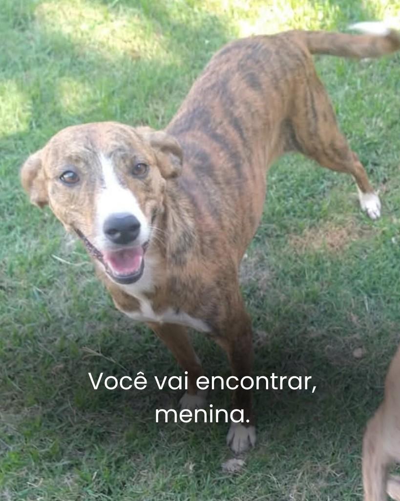 Nica, cadela de porte médio para adoção em Peruíbe - SP — foto 3 de 4