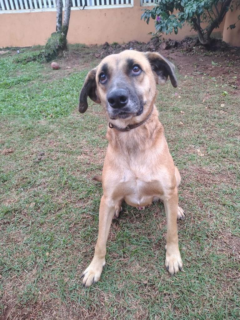Joca, cachorro de porte médio para adoção em Peruíbe - SP