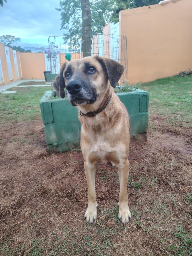 Joca, cachorro de porte médio para adoção em Peruíbe - SP — foto 2 de 3