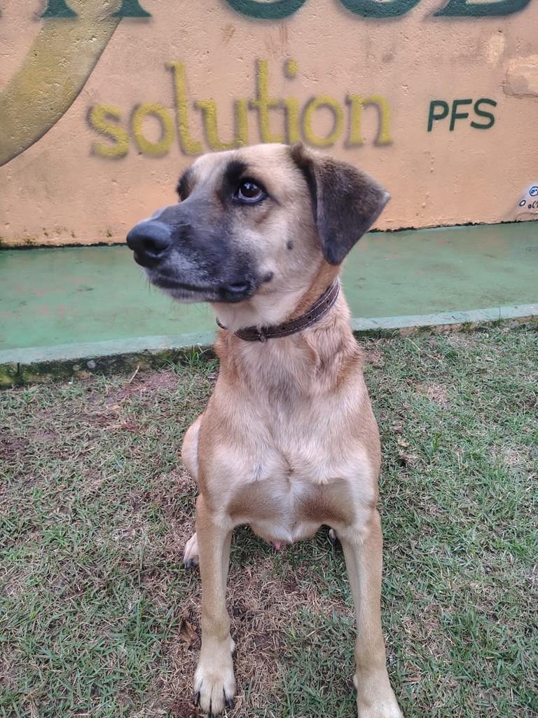 Joca, cachorro de porte médio para adoção em Peruíbe - SP — foto 3 de 3