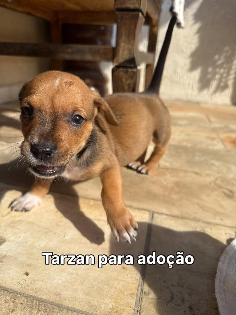 Tarzanzinho, cachorro de porte pequeno para adoção em Peruíbe - SP