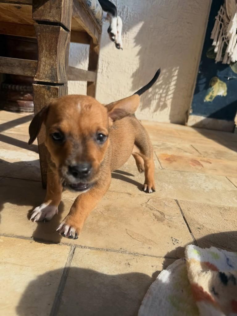 Tarzanzinho, cachorro de porte pequeno para adoção em Peruíbe - SP — foto 2 de 8