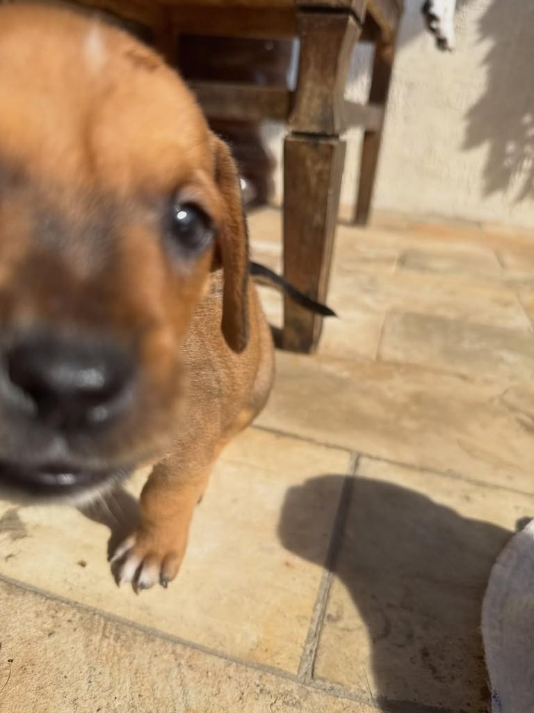 Tarzanzinho, cachorro de porte pequeno para adoção em Peruíbe - SP — foto 3 de 8
