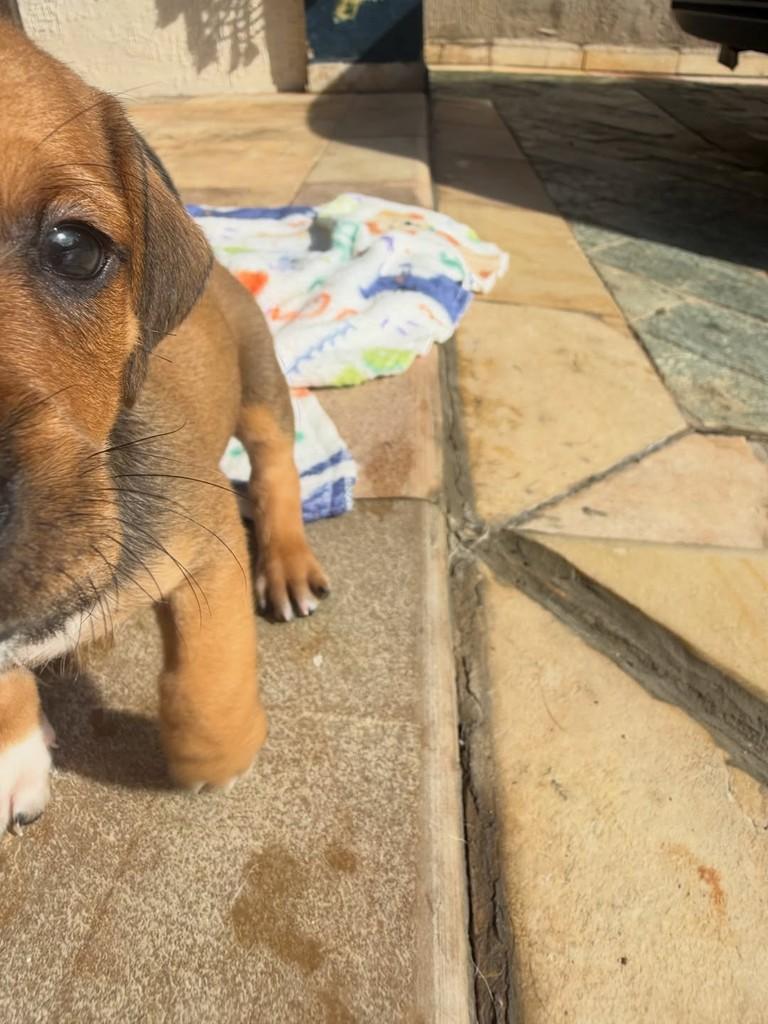 Tarzanzinho, cachorro de porte pequeno para adoção em Peruíbe - SP — foto 4 de 8