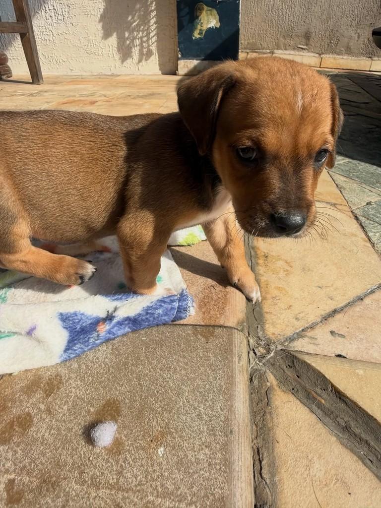 Tarzanzinho, cachorro de porte pequeno para adoção em Peruíbe - SP — foto 5 de 8