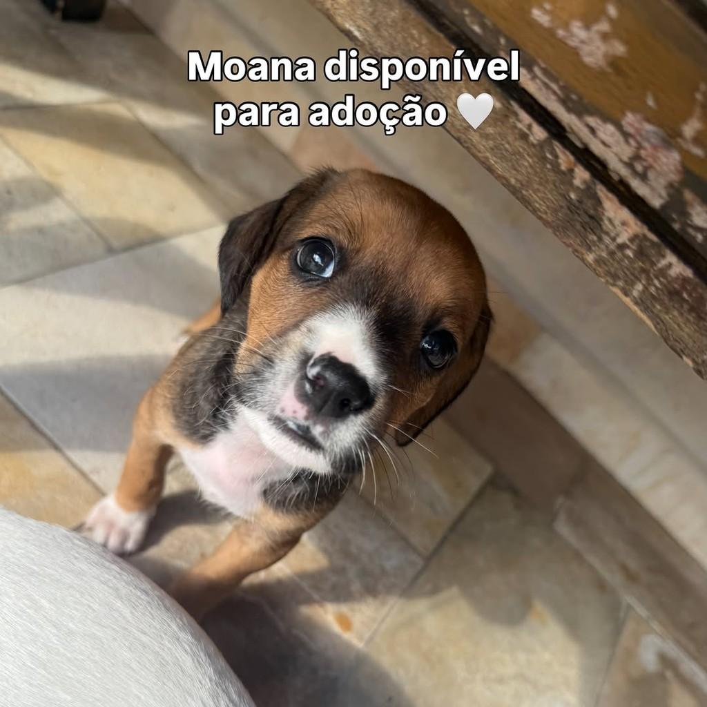 Moaninha, cadela de porte pequeno para adoção em Peruíbe - SP
